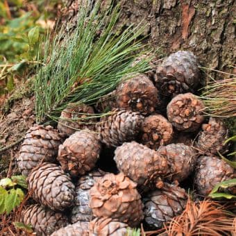 Pine cones harvested in the Siberian taiga