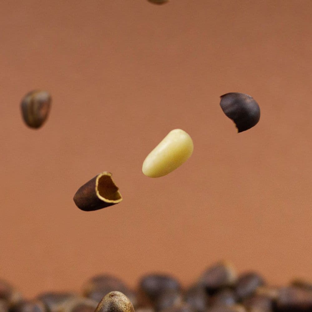 Close-up of a pine nut kernel
